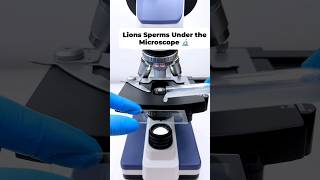 OMG 😱शेर के sperm को microscope 🔬 से देखा 😳 shortsfeed microscope [upl. by Eilyak]