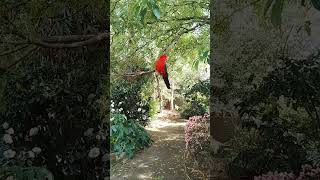 COCKATOOS AND KING PARROTS 🦜 [upl. by Onaimad]