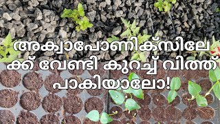 അക്വാപോണിക്സിലേക്ക് വേണ്ടി വിത്ത് പാകിയാലോ  plants for Aquaponics  aquaponics in kerala [upl. by Ylak]