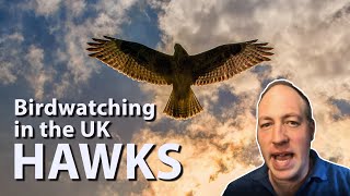 Birdwatching in the UK Hawks  All native species and tips on how to spot them in the wild [upl. by Gwen]