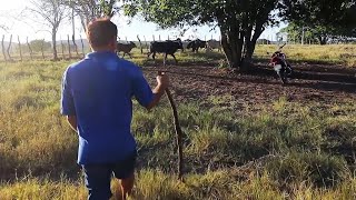 COMPRANDO NOVOS BEZERROS E COLOCANDO NO MEU CERCADO [upl. by Allehc]