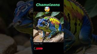 Chameleons 🤯Amazing facts animals facts chameleon [upl. by Noffets]