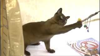 Burmese Cat Breed [upl. by Nemrak233]