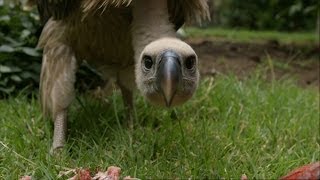 Feeding a Vulture  Vultures Beauty in the Beast  Natural World  BBC Two [upl. by Ocirderf]