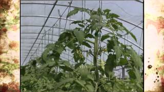 Hydroponic Tomatoes [upl. by Lavern]