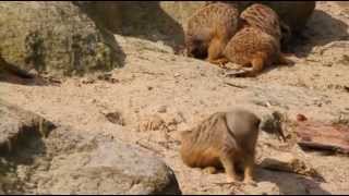 Erdmännchen das Leben der putzigen Tiere in einzigartigen Aufnahmen  Lebensraum [upl. by Gney684]