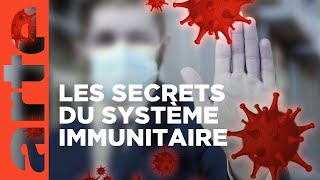 Le système immunitaire un puissant gardien  ARTE [upl. by Enrol541]