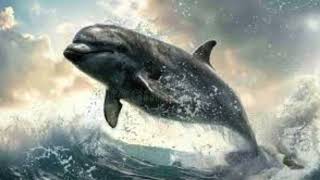 VaquitashortsProtectVaquitasVaquitaEndangermentWildlifeProtectionSaveOurSeas [upl. by Daffie]