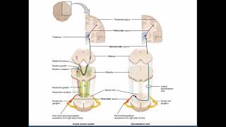 The DCML Pathway EXPLAINED  Dorsal ColumnsMedial Lemniscus [upl. by Gant378]