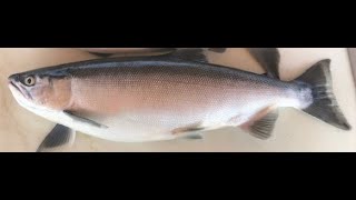 Best Jigging Technique For Kokanee Salmon at Flaming Gorge 2020 [upl. by Hayidan161]