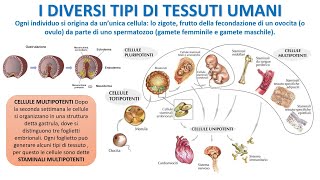 LE CELLULE DEI TESSUTI UMANI [upl. by Stilu]