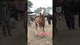 Complete This Channel 🐎🐴 Fantastic Video horse subscribe horselover villagemela dancelessons [upl. by Uhsoj]