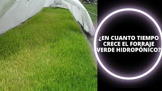 🐮🌱¿En Cuanto Tiempo Crece el Forraje Verde Hidropónico [upl. by Baal]