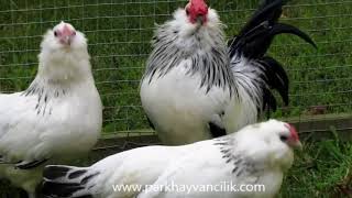 Barbu dAnvers Chickens parkhayvancilikcom [upl. by Gettings727]