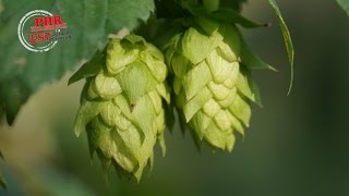 Houblon dAlsace  un avenir serein [upl. by Dash]