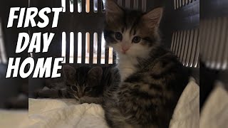 Bringing home new kittens  Kittens first day home [upl. by Fariss213]