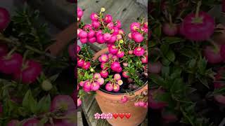 blomster drammen followme norway keşfet öneçıkar çiçek popular followforfollowback takipet [upl. by Moneta]