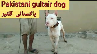 Gultair Dog  Fighter Gultair In Pakistan dogs  village life Pakistan [upl. by Ahser]