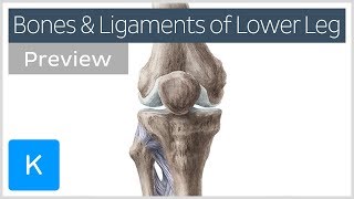 Bones and ligaments of the knee and leg preview  Human Anatomy  Kenhub [upl. by Robi90]