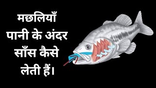 मछलियाँ 🐬 साँस कैसे लेती हैं। How do fish gills extract oxygen from water shorts scientificshorts [upl. by Seen203]