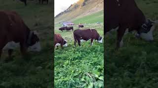 AMBIANCE AU COL DES ARAVIS Images au col des Aravis 1498mHaute SavoieFrance [upl. by Yeltnarb]