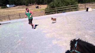 Baby miniature horse chasing a person 1 [upl. by Yarased]