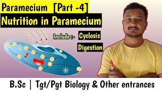 Nutrition in Paramecium  Cyclosis in paramecium  Digestion in paramecium  Bsc 1st year Zoology [upl. by Nitfa853]