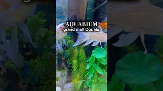 An Aquarium in Douala Mall adventures travel africavibes nature [upl. by Dragone784]