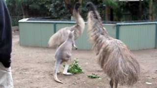 Kangaroo vs Emu FIGHT [upl. by Iaoh]