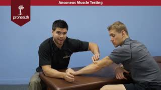 Anconeus Muscle Test Palp Dr Vizniak Muscle Manual [upl. by Sarene]