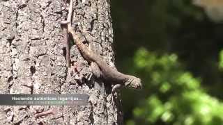 Funny lizard pushups  Lagartijas haciendo lagartijas Full HD [upl. by Ragg]