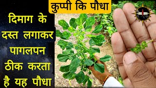 कुप्पी हरित मंजरी की पहचान गुणदोष व फायदे। Benefits of Kuppi Acalypha Indica Kuppaimeni Plant [upl. by Eetnuahs]