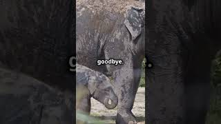 How Elephants Mourn Their Dead shorts animals [upl. by Renat]