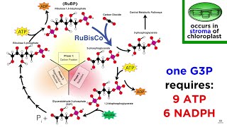 Photosynthesis Light Reactions and the Calvin Cycle [upl. by Ahsilac]