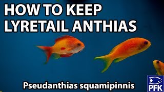 THE EASIEST ANTHIAS TO KEEP [upl. by Lori]