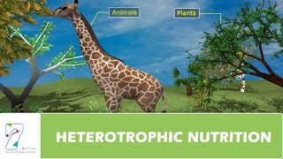 Life Process  Nutrition Mode of Nutrition and Photosynthesis  CBSE Class 10 Science  Biology [upl. by Tnahs]