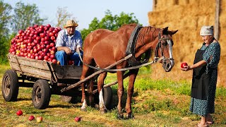 Happy old age of an elderly couple in the village  apple picking [upl. by Collimore]