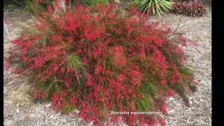 Russelia equisetiformis  Coral Fountain Firecracker Plant [upl. by Ecydnac211]