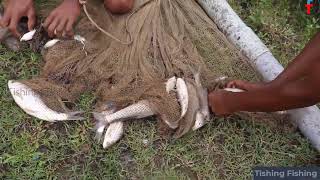 Relaxing Net Fishing in a Tranquil Village Pond Tishing Fish [upl. by Sondra629]