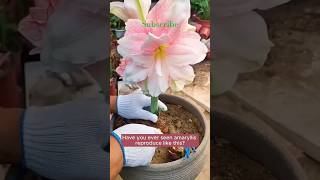 Propagate amaryllis like this for multiple flowers amaryllis propagation [upl. by Dion524]