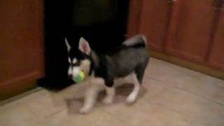 My puppy Husky first day home [upl. by Enerak]