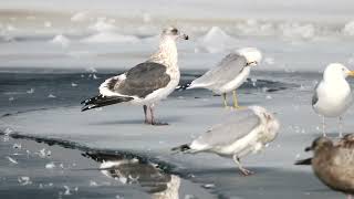 20220202 Slaty backed Gull [upl. by Noswad792]