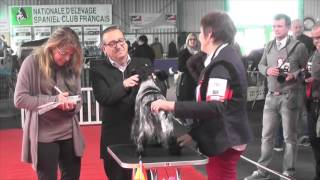 Exposition canine de Montluçon 2016 [upl. by Mei]