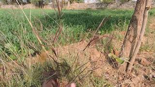 Dichanthium annulation Karad Grass [upl. by Lilybel]