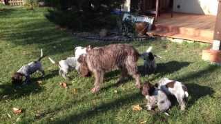 Korthals Griffon  Wirehaired Pointing Griffon [upl. by Rudman]