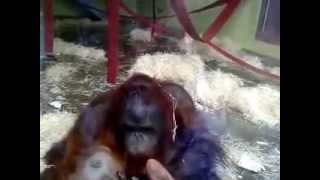 Funny video of Oshine amp Silvestre sent in by Lisa [upl. by Lehcin]