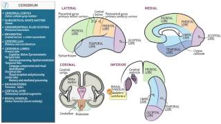 Neuroanatomy Cerebrum [upl. by Novit136]