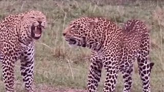 Big Masai mara male leopards fighting for territory [upl. by Yknip]