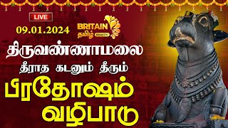 🔴LIVEதிருவண்ணாமலை அண்ணாமலையார் கோயில்பிரதோஷம் வழிபாடுThiruvannamalai Annamalaiyar TemplePradosham [upl. by Alyda136]