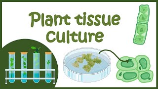 Plant tissue culture overview [upl. by Riccio848]